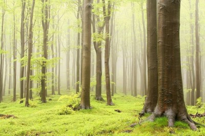 3D Фотообои  «Зеленый лес» 